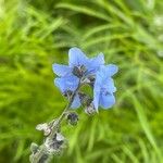 Cynoglossum amabile Λουλούδι