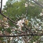 Prunus cerasifera Λουλούδι