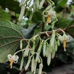 Alangium chinense Flower