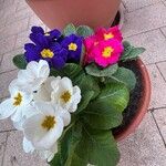 Primula vulgarisKvět