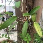 Bulbophyllum longiflorum ഇല