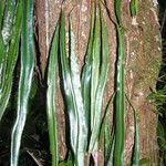 Elaphoglossum herminieri Φύλλο
