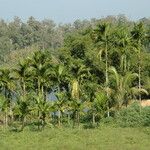 Areca catechu Habit