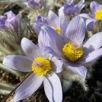 Anemone halleri Flower