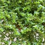 Pilea microphylla Flors