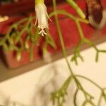 Rhipsalis cereuscula Flor