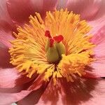Paeonia mascula പുഷ്പം
