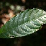 Rinorea neglecta Leaf