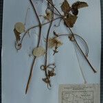 Clematis buchananiana Altres