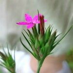 Dianthus armeria Blomst