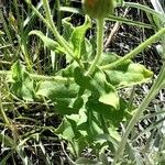 Heterotheca subaxillaris Leaf