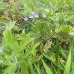 Verbena bracteata Blüte