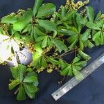 Terminalia amazonia その他の提案