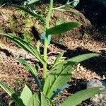 Cynoglossum amabile Συνήθη χαρακτηριστικά