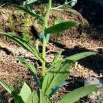 Cynoglossum amabile Habitat