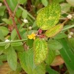 Corchorus aestuans Flower