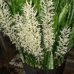 Sansevieria hyacinthoides Blüte