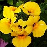 Nemesia strumosa Квітка