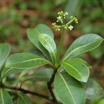 Psychotria kaduana Levél