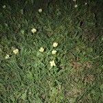 Oenothera laciniata Fleur