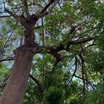 Erythrina lysistemon Alkat (teljes növény)