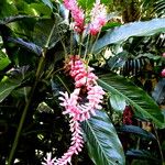 Alpinia purpurata Hábito