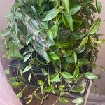 Peperomia quadrangularis Leht