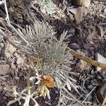 Artemisia caerulescens Hostoa