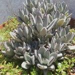 Kalanchoe tomentosa Folha