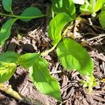 Rhamnus cathartica Leaf