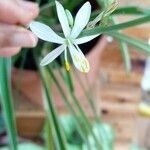 Chlorophytum comosum Flower