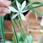 Chlorophytum comosum Λουλούδι