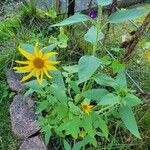 Helianthus divaricatusFlower