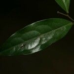 Oxandra asbeckii Hoja
