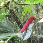 Anthurium formosum Leaf