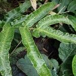 Dryopteris sieboldii Leaf