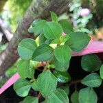 Heterotis rotundifolia Лист