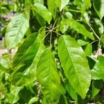 Handroanthus heptaphyllus Folha