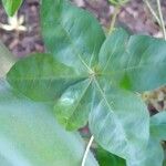Ipomoea cairica ഇല