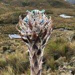 Puya herzogii Blomst