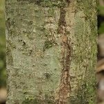 Licania densiflora Bark