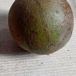 Juglans neotropica Frukt