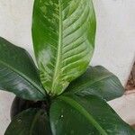 Dieffenbachia parlatorei Leaf