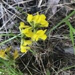 Coronilla vaginalis Flower