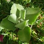 Kalanchoe millotii Leaf