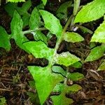 Lactuca floridana Hoja