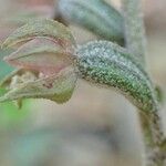 Epipactis microphylla Ovoce