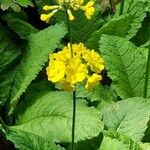 Primula florindae Blomma