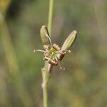 Silene skorpilii Flower