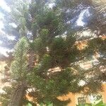 Araucaria luxurians ᱪᱷᱟᱹᱞᱤ